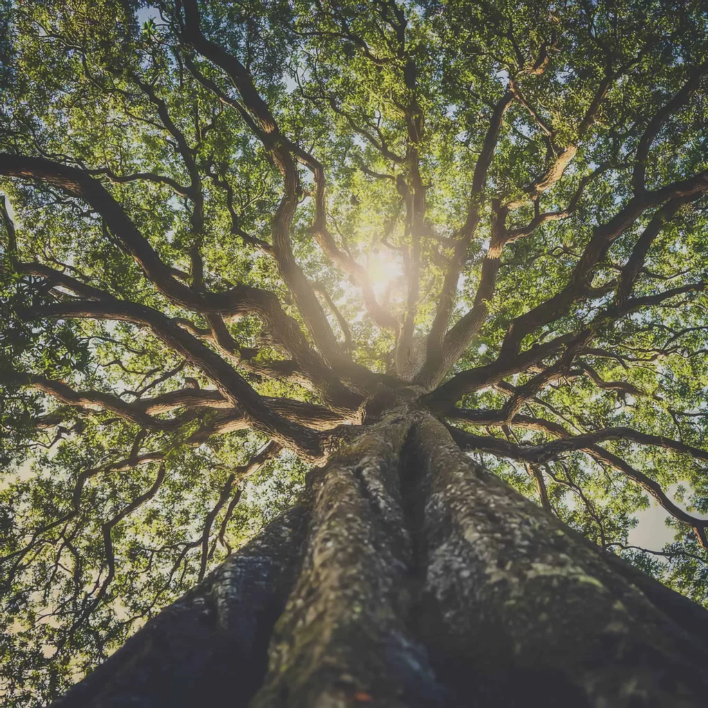 HK HEADSTONE CARE Sunlight through the Leaves
